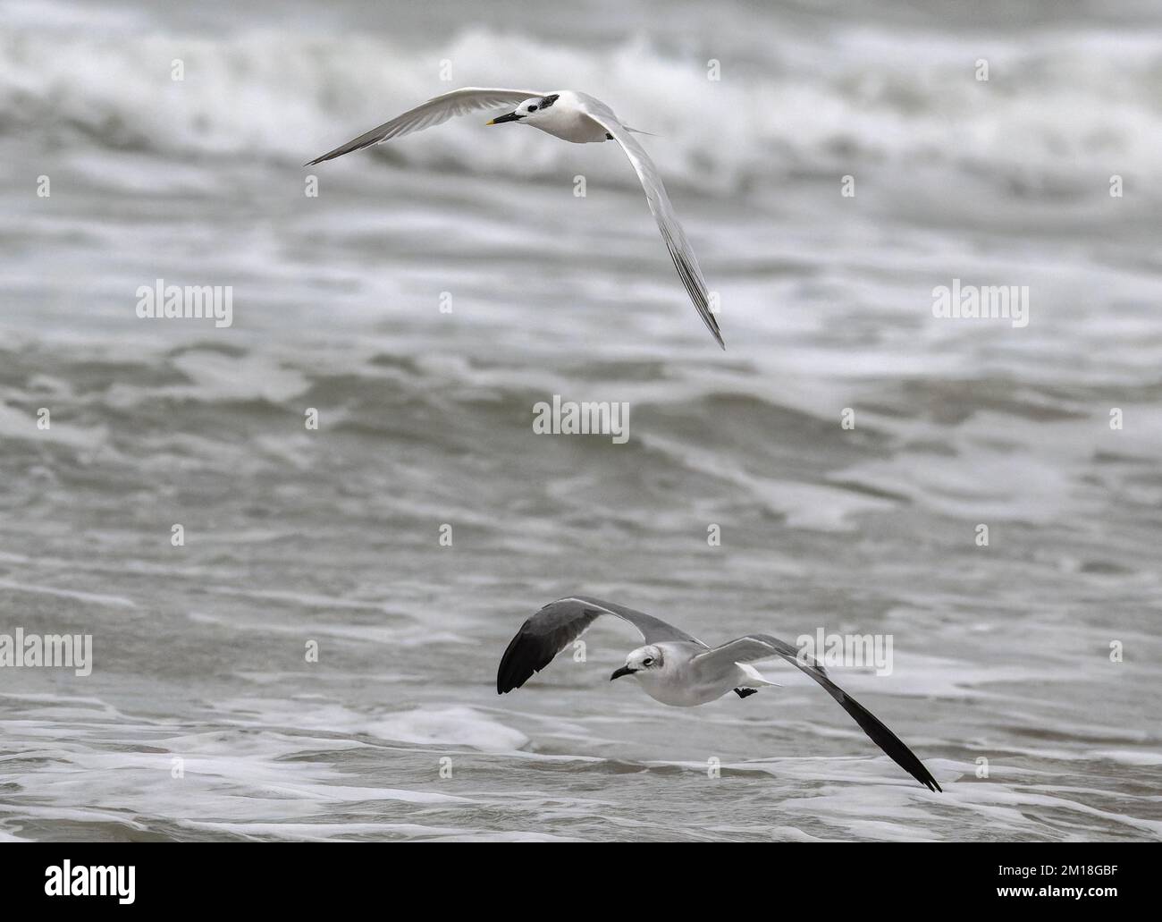 Sandwich tern, Thalasseus sandvicensis, in flight, with  Laughing Gull below. Winter, Texas. Stock Photo