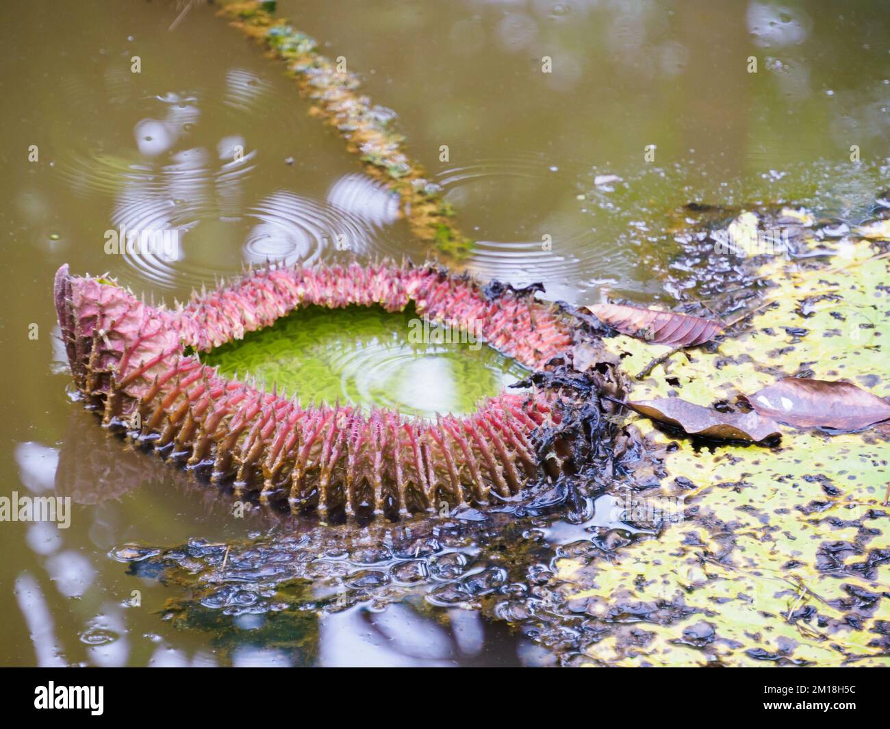 Victoria amazonica in the Natura Park In Amzonia, Colombia. It is a species of flowering plant, the largest of the Nymphaeaceae family of water lilies Stock Photo