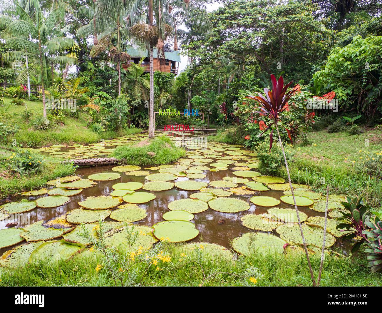 Victoria amazonica in the Natura Park In Amzonia, Colombia. It is a species of flowering plant, the largest of the Nymphaeaceae family of water lilies Stock Photo