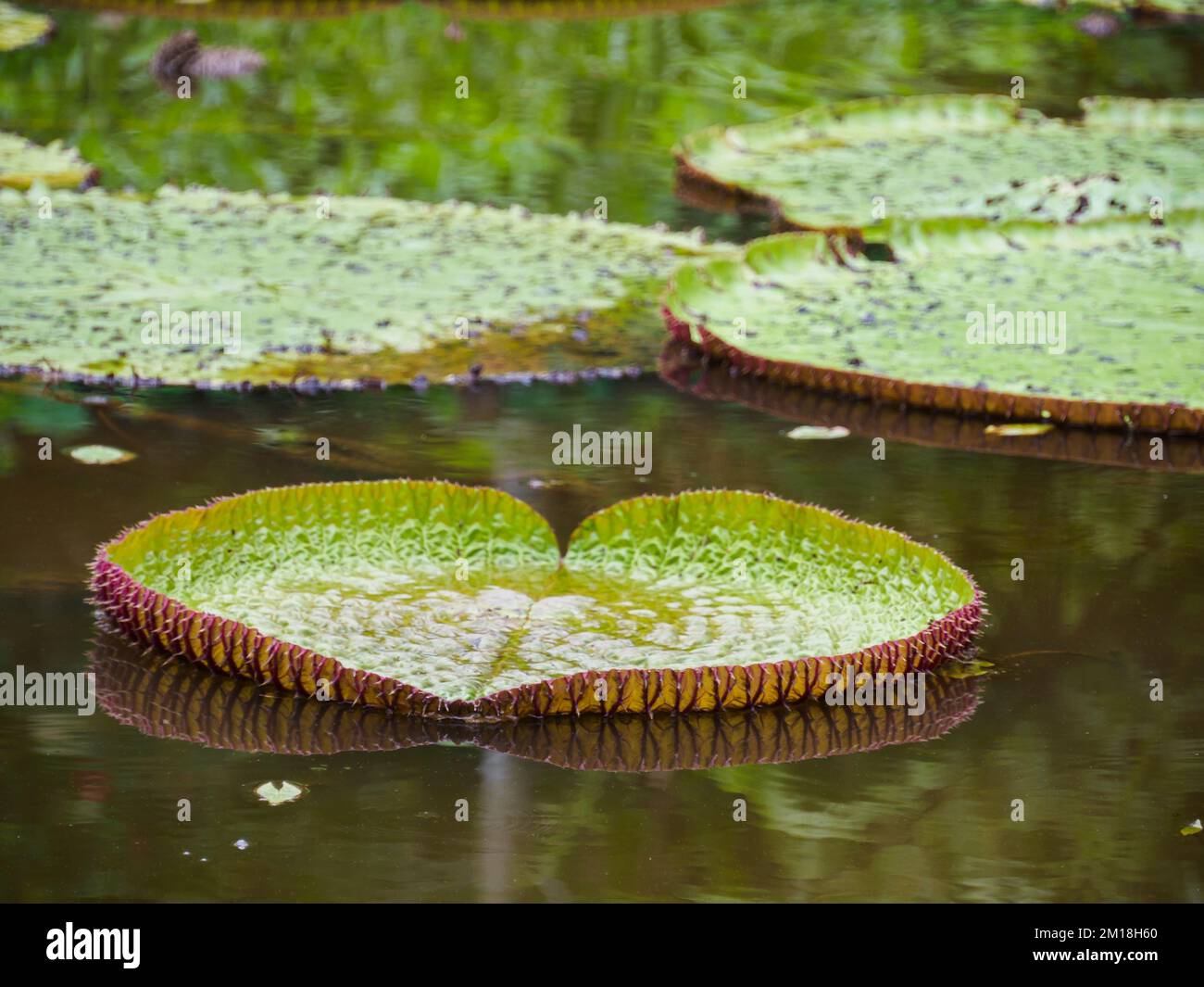 Victoria amazonica in the Natura Park In Amzonia, Colombia. It is a species of flowering plant, the largest of the Nymphaeaceae family of water lilies Stock Photo