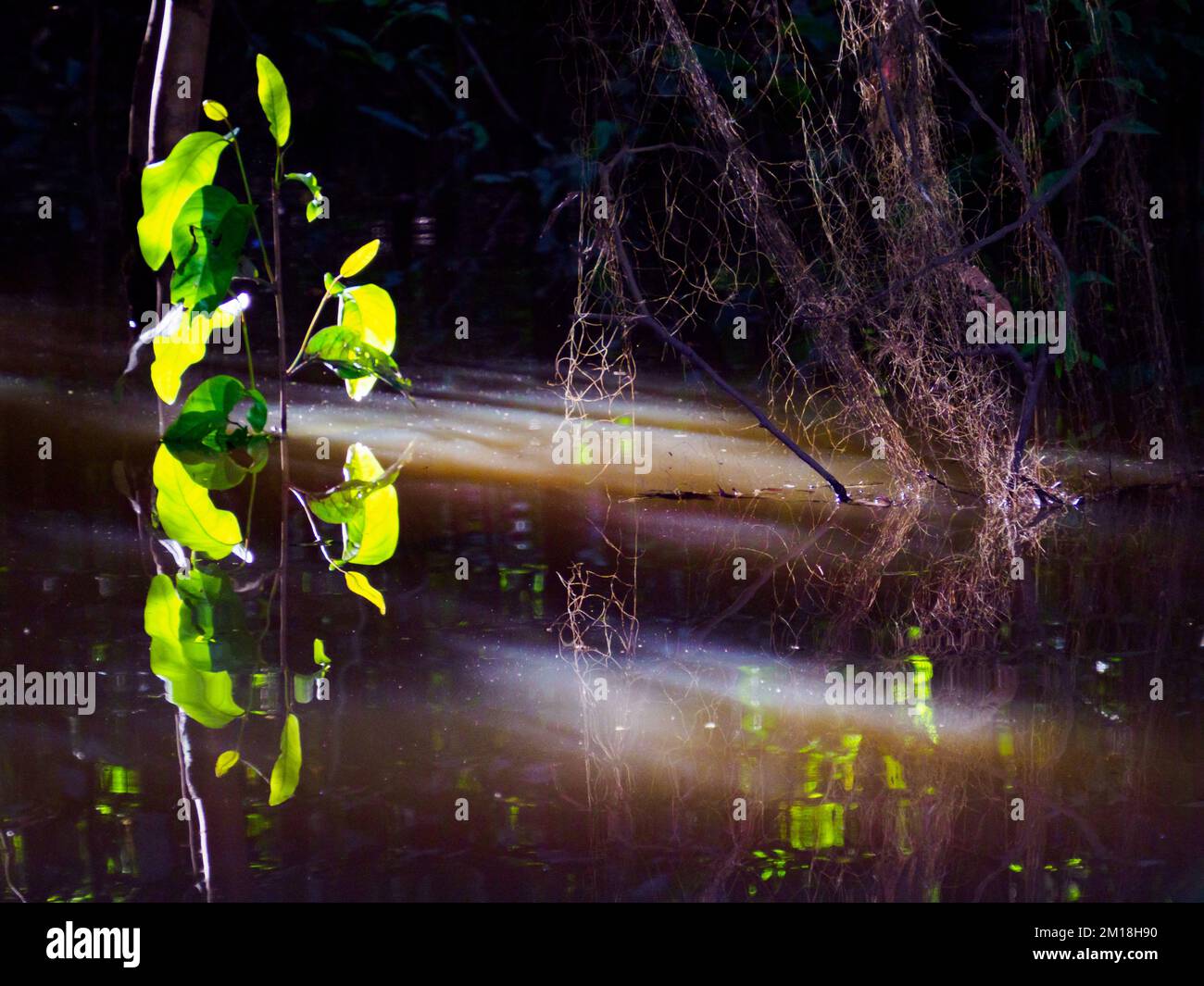 Plant in Amazonia selva on the border of Brazil and Peru. Yavari