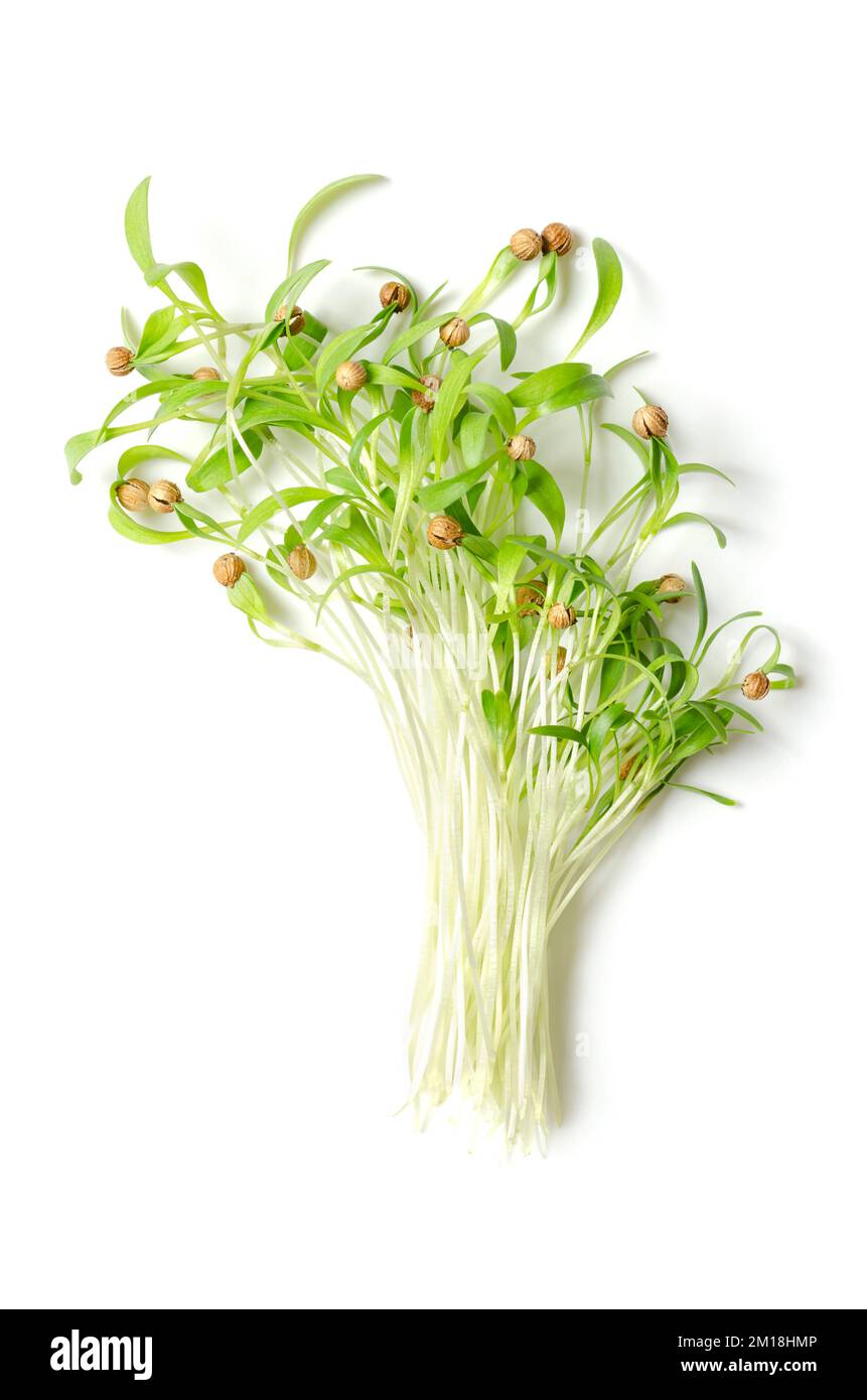 Bunch of fresh cilantro microgreens, from above. Ready to eat, green coriander seedlings, partly still with seed coats on the tips. Coriandrum sativum. Stock Photo