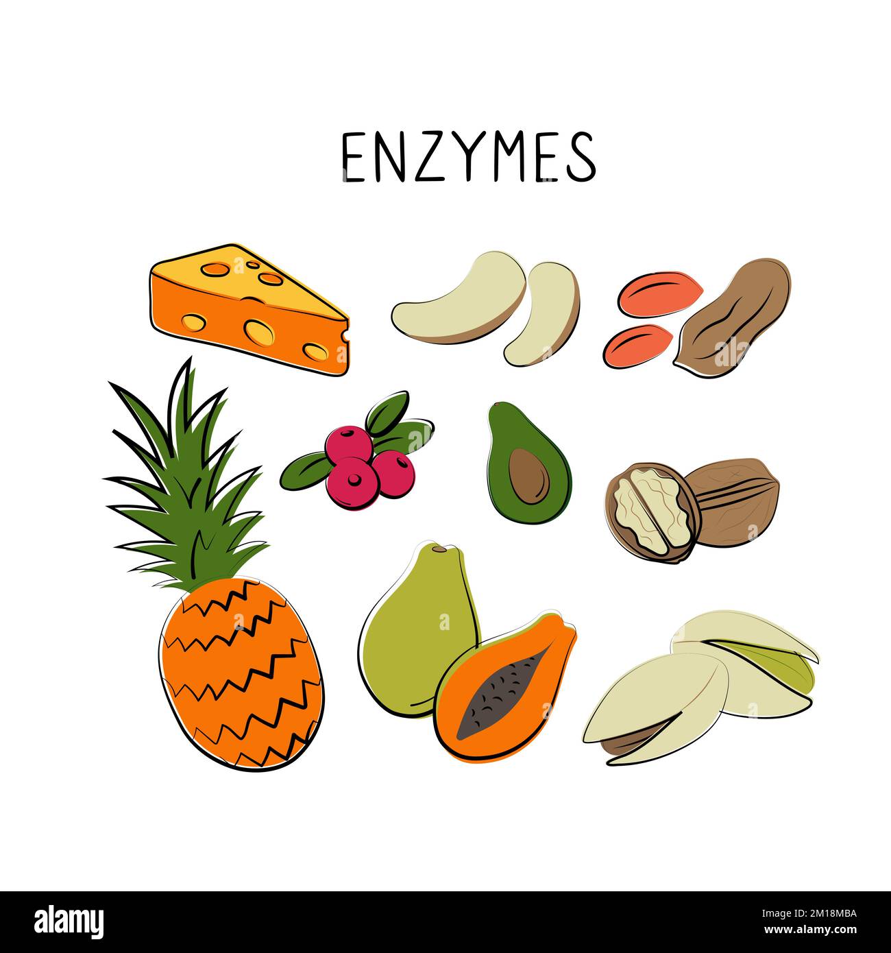 Enzymescontaining food. Groups of healthy products containing vitamins and minerals. Set of