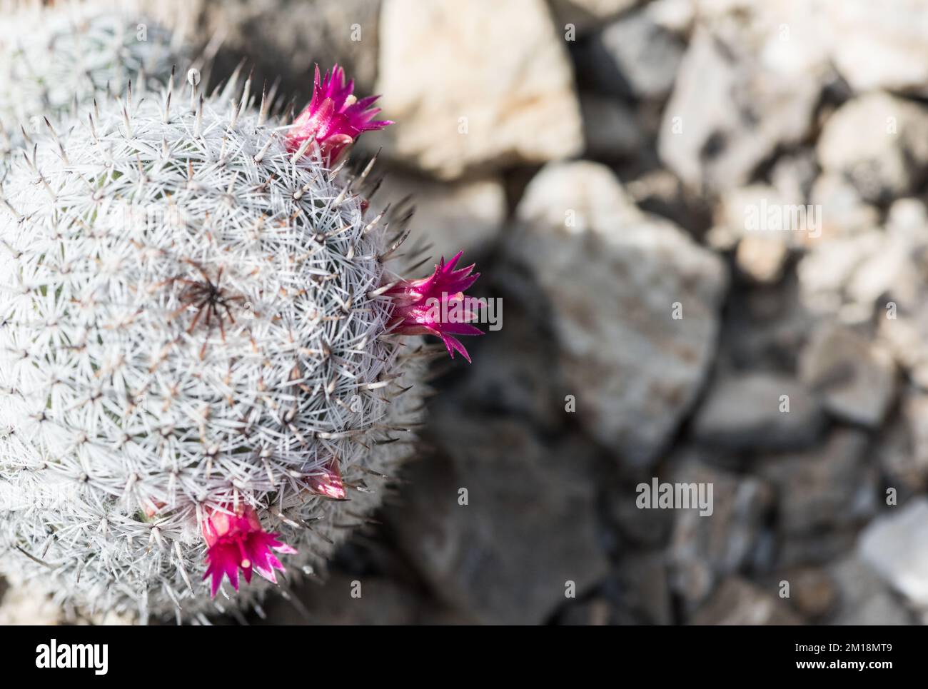 Flowering cactus (Mammillaria haageana) Stock Photo