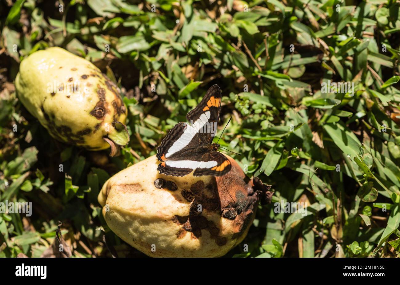 Rotten Insect Insect cell hi-res stock photography and images - Alamy