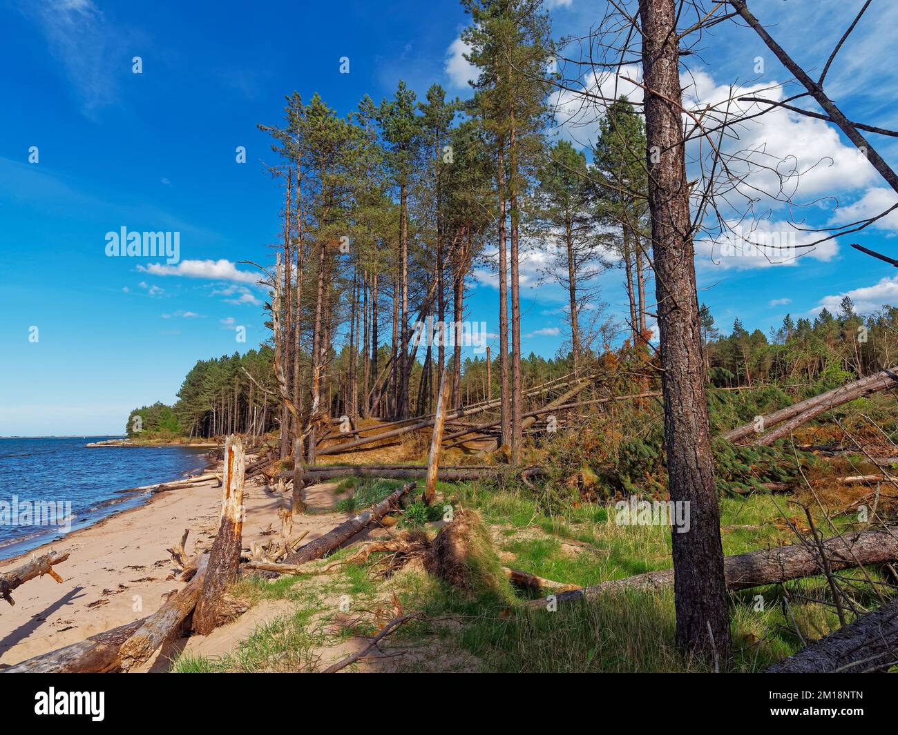 Storm damage behind the Beach at Tentsmuir national Nature Reserve, with trees broken and toppled over in the high winds Stock Photo