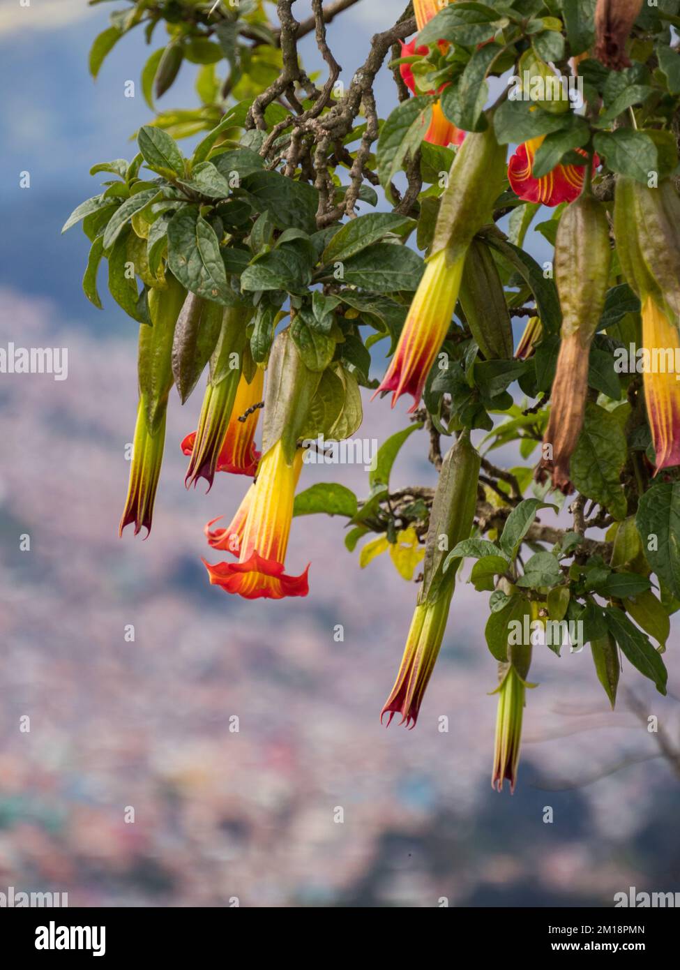 Red Angel's trumpet (Brugmansia sanguinea) flowers, Flowers in shape of long bells.  Official name: Batura, stramonium. Vulcan Angel Trumpet (Brugmans Stock Photo