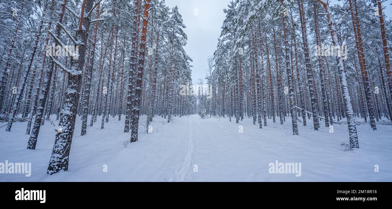Snowy landscape in a forest at winter Stock Photo - Alamy