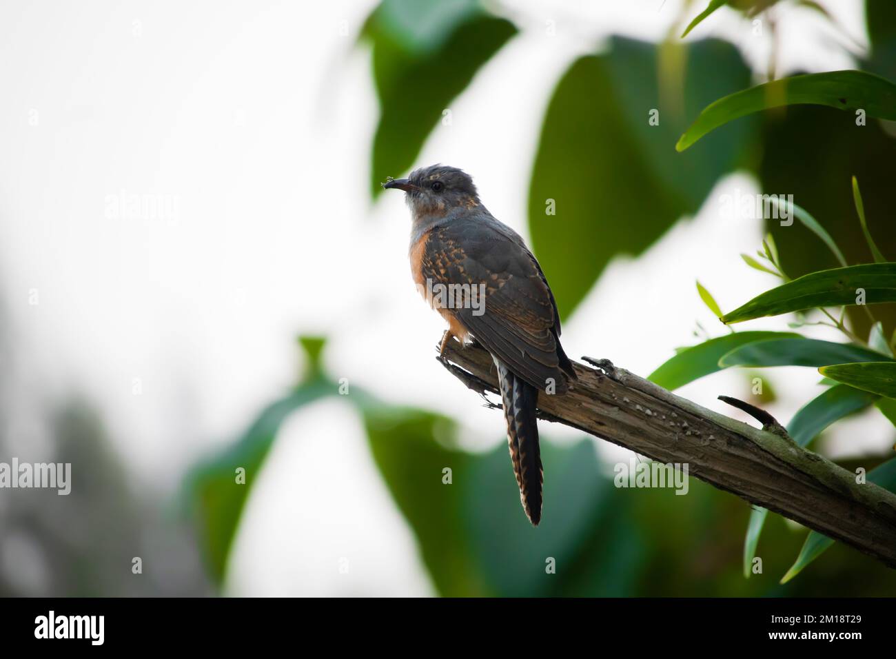 A Common cuckoo bird sit in a tree branch, This species is a widespread summer migrant to Europe and Asia, and winters in Africa. Stock Photo