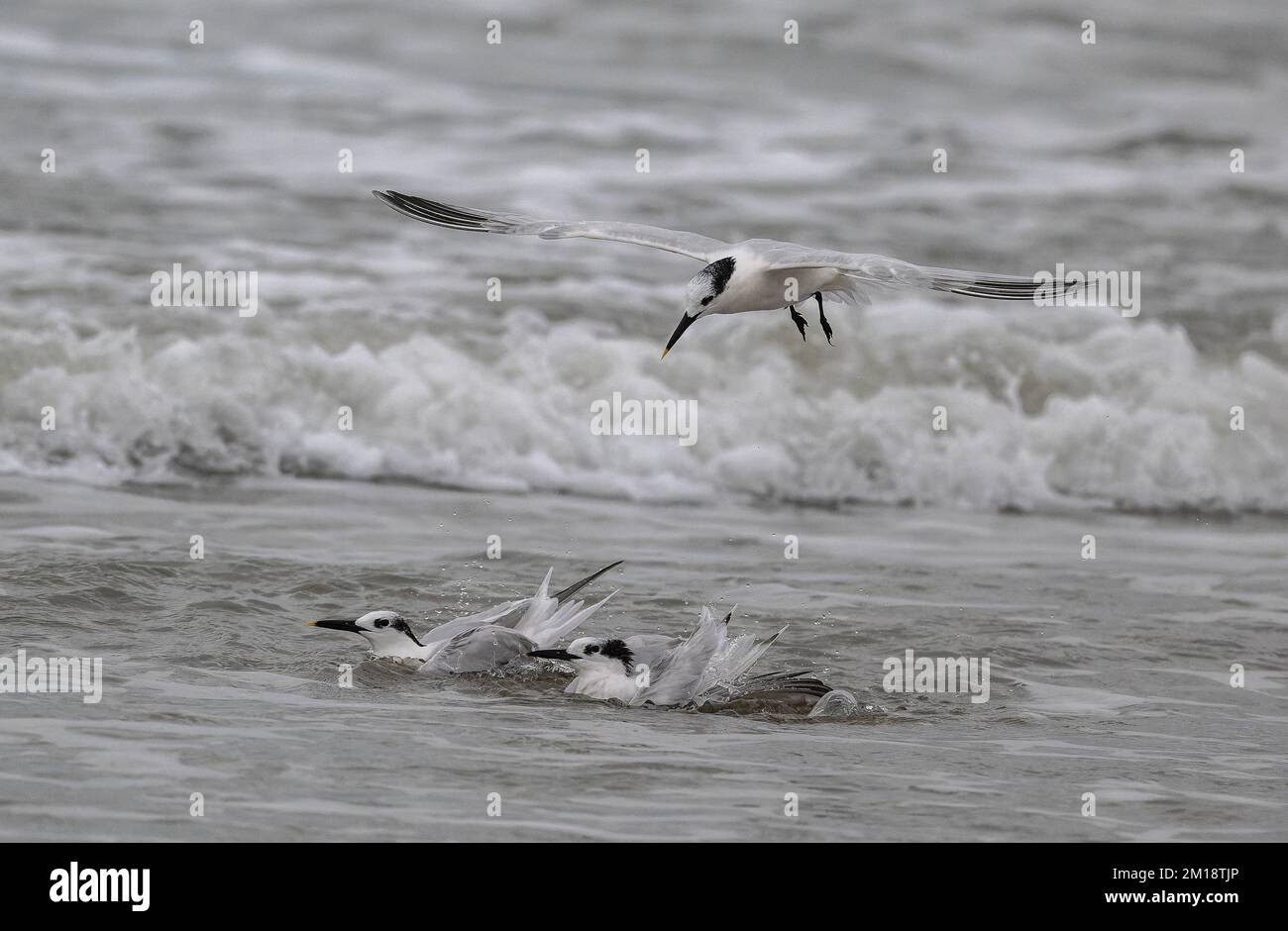 Sandwich terns, Thalasseus sandvicensis, washing and preening in coastal surf. Gulf of Mexico, winter. Stock Photo