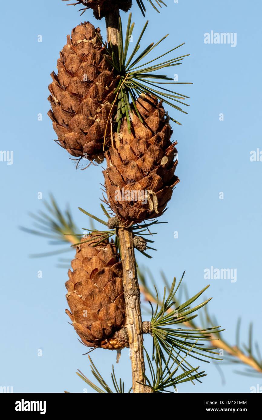 A vertical shot of pine cones growing in the forest Stock Photo - Alamy