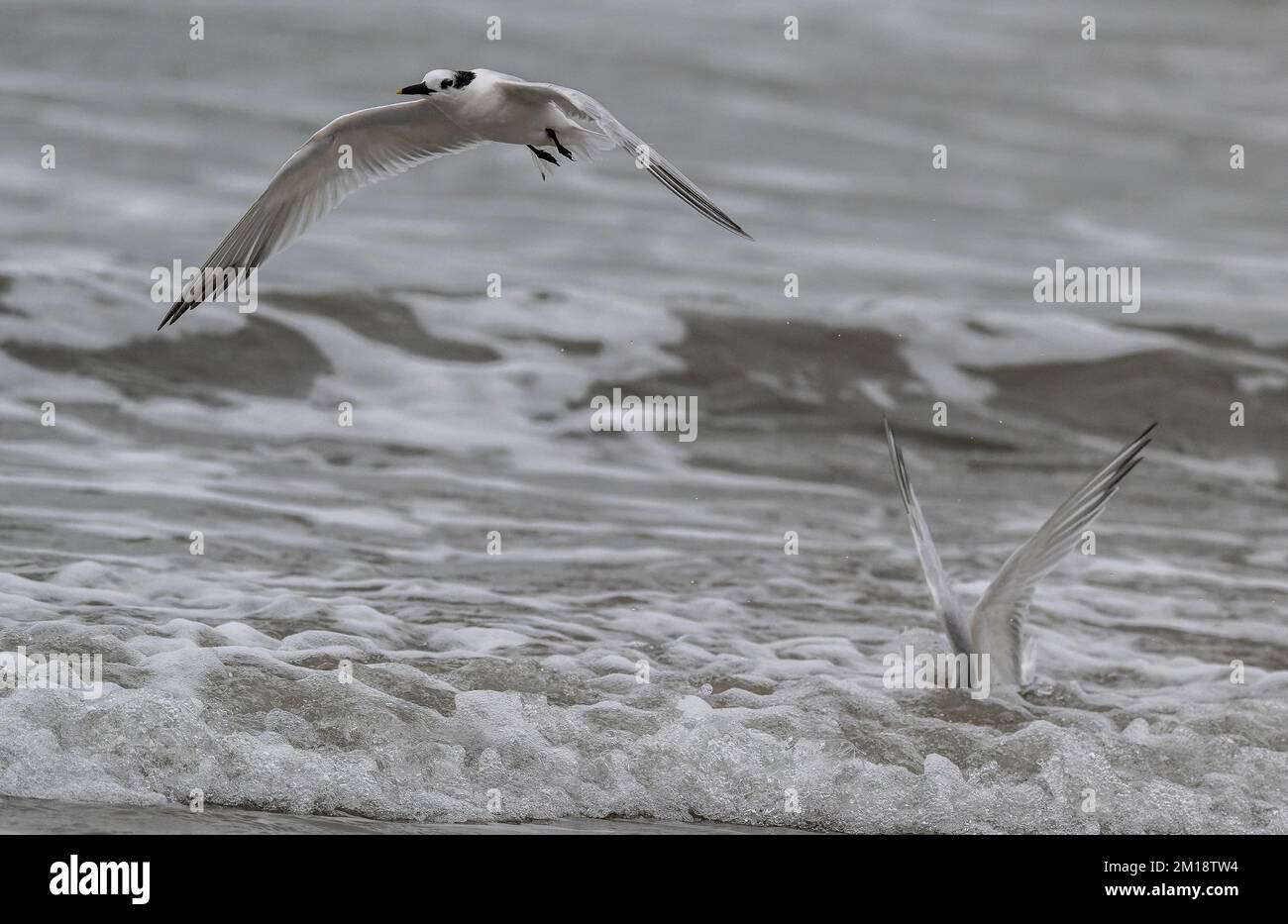 Sandwich terns, Thalasseus sandvicensis, washing and preening in coastal surf. Gulf of Mexico, winter. Stock Photo