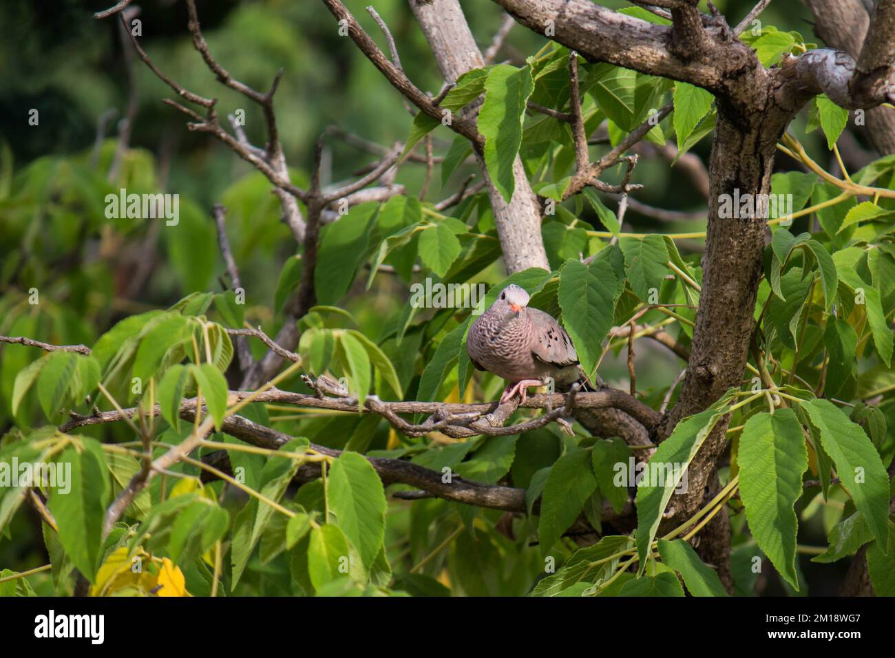 Common ground dove (Columbina passerina) walking on a branch, looking for material to build its nest Stock Photo