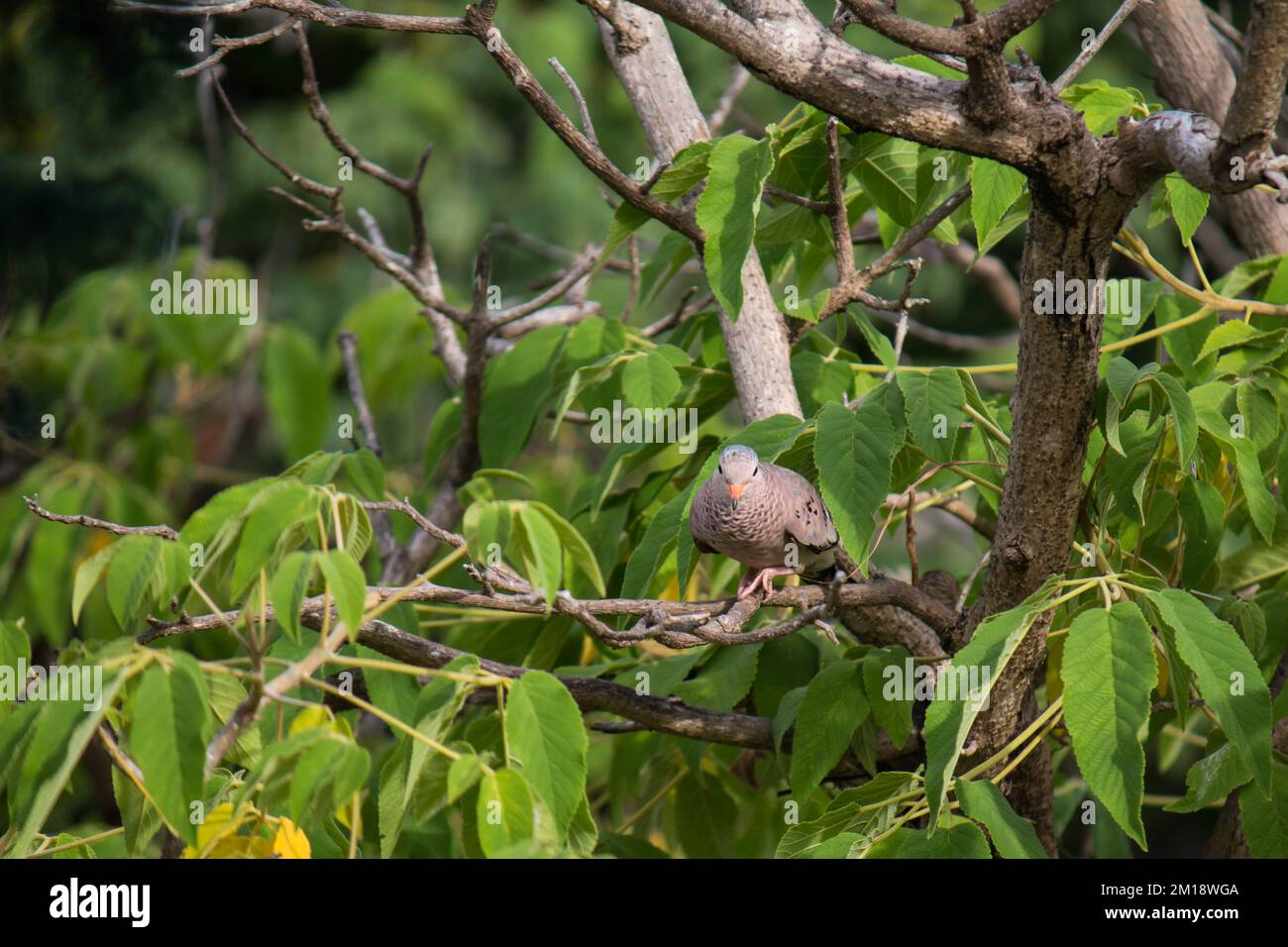 Common ground dove (Columbina passerina) walking on a branch, looking for material to build its nest Stock Photo