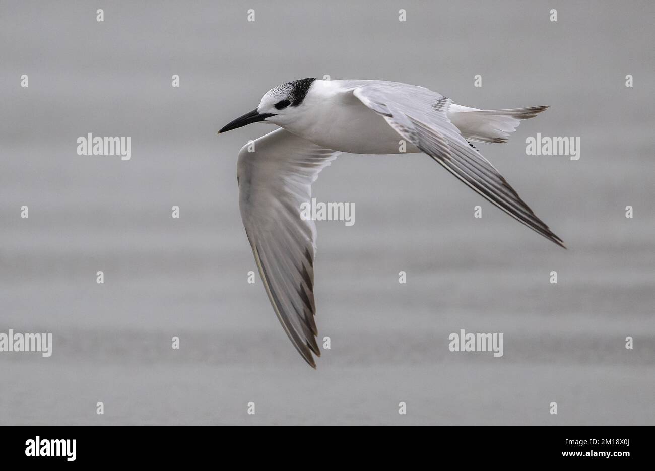 Sandwich tern, Thalasseus sandvicensis, in flight, in winter plumage. Texas. Stock Photo