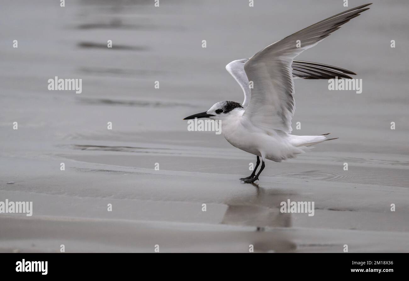 Sandwich tern, Thalasseus sandvicensis, landing on sandy beach in winter plumage. Stock Photo