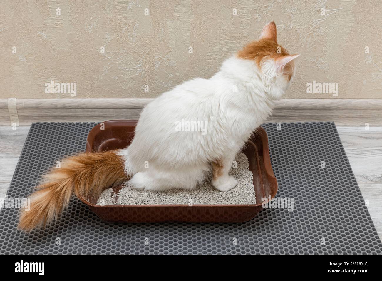 domestic cat goes to the toilet in the tray. cat walks in the litter