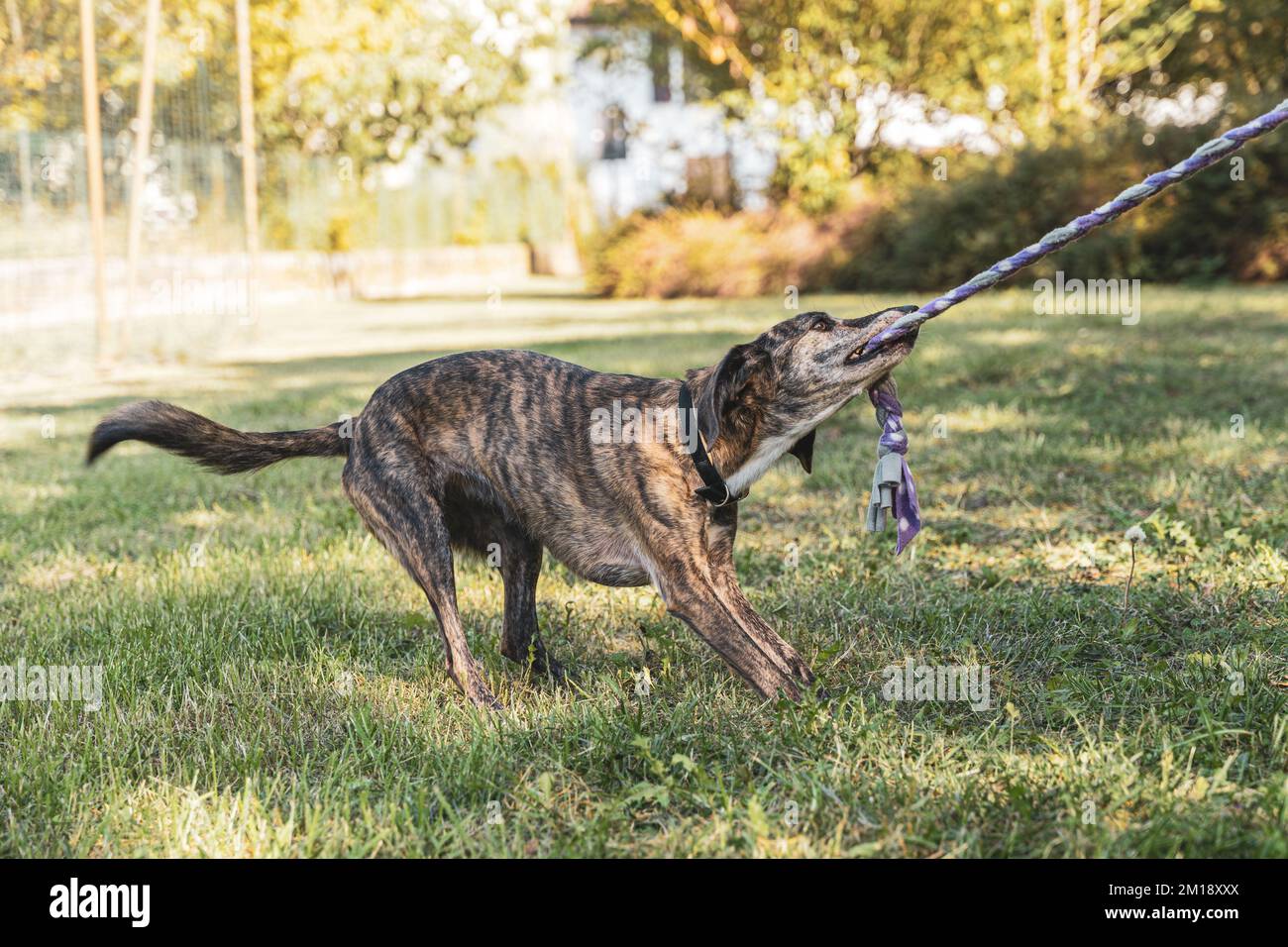 little dog performing rope pull with his teeth during a workout with his instructor in an outdoor meadow Stock Photo