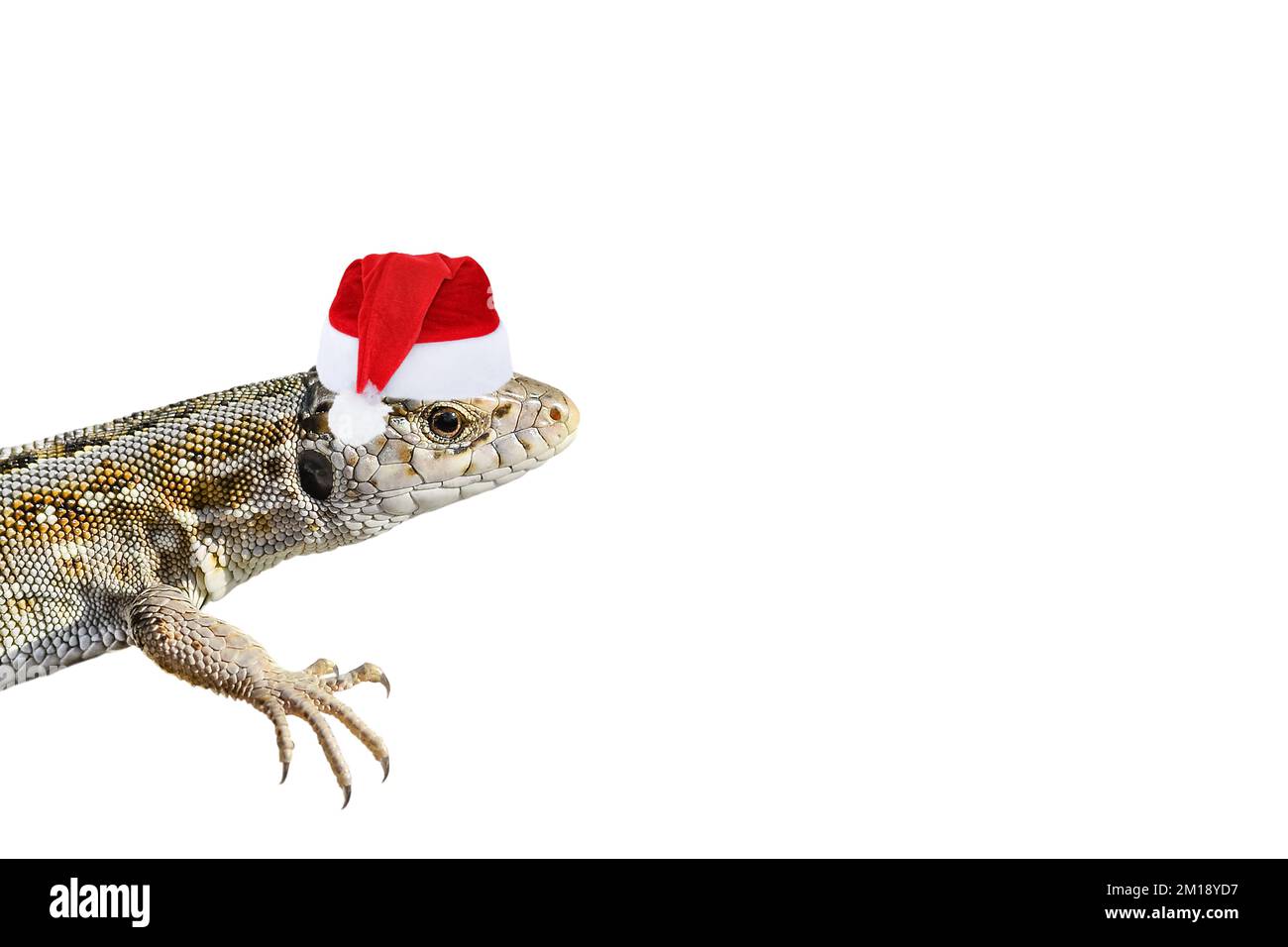 Christmas lizard hi-res stock photography and images - Alamy Christmas lizard hi-res stock photography and images - Alamy