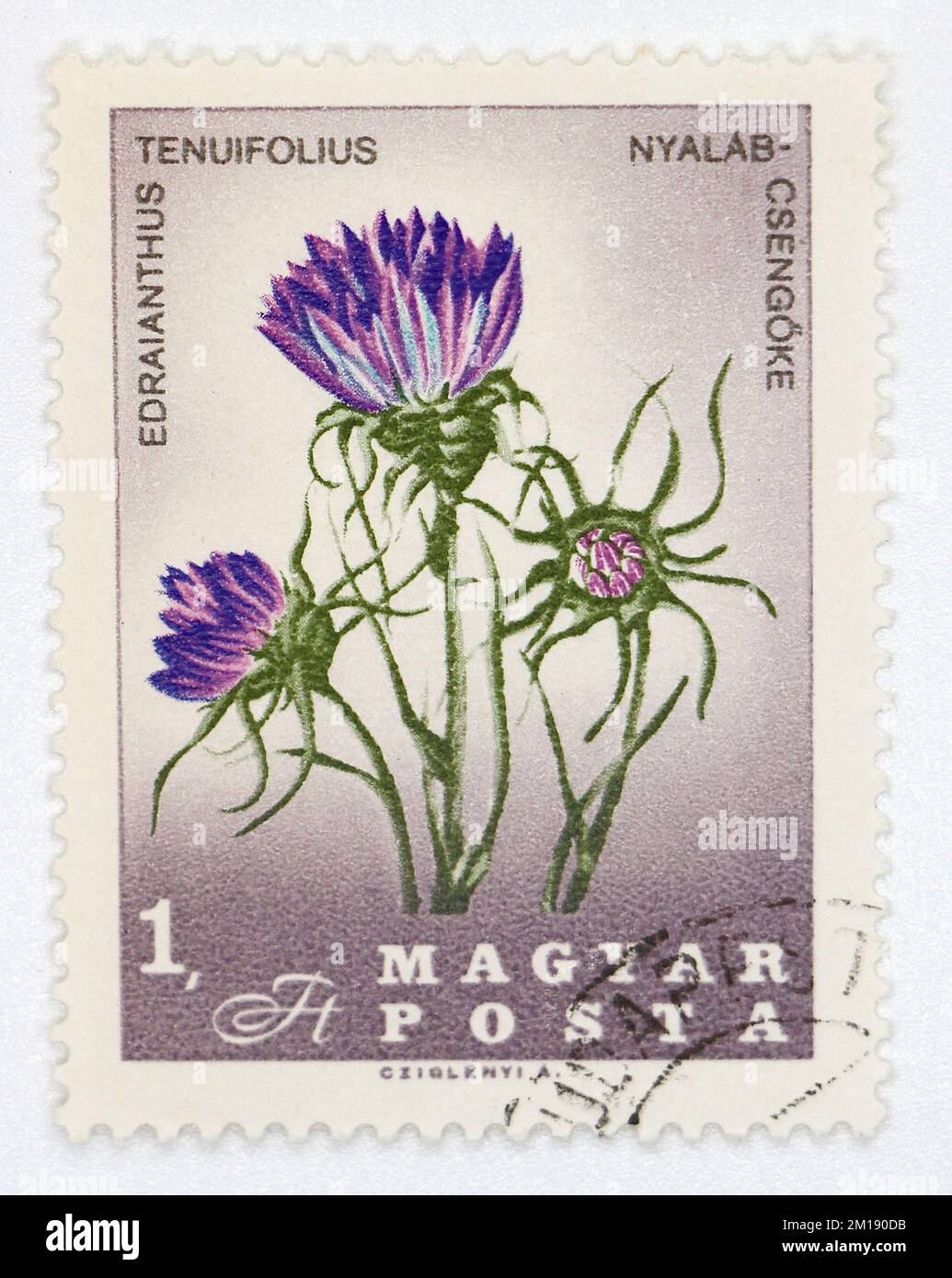 Photo of a postage stamp from Hungary Grassy Bells Edraianthus tenuifolius Flowers of the Carpathian Basin series 1967 Stock Photo
