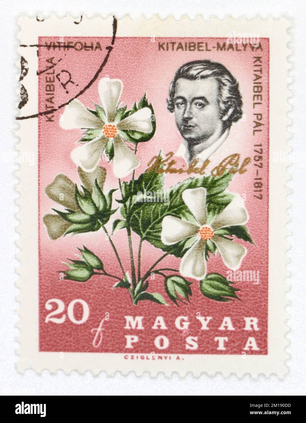 Photo of a postage stamp from Hungary Pr Pál Kitaibel 1757-1817 Cedar Cup Kitaibelia vitifolia Flowers of the Carpathian Basin series 1967 Stock Photo