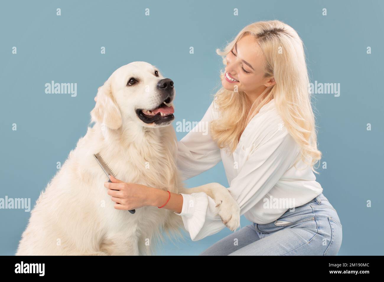 Woman combing labrador dog's fur hair with comb, calm golden retriever sitting on blue studio