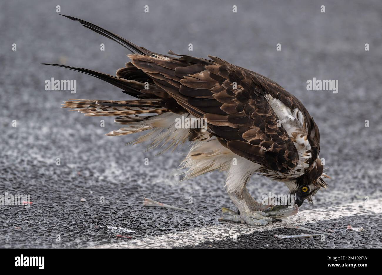 Osprey, Pandion haliaetus, feeding in sheltered car park on stormy windy winter day, South Padre, Texas. Stock Photo