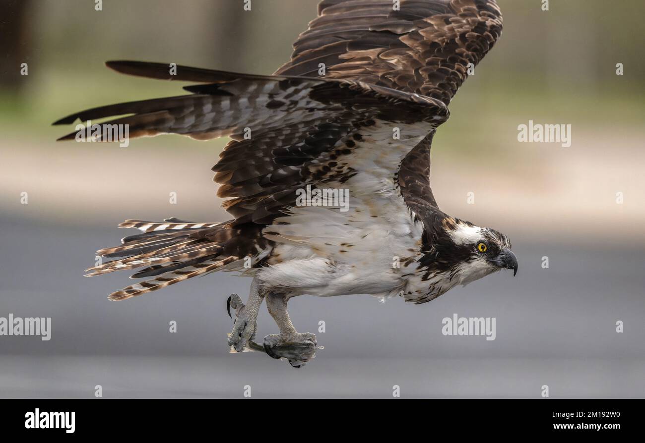 Osprey, Pandion haliaetus,taking off with remains of prey, winter. Stock Photo