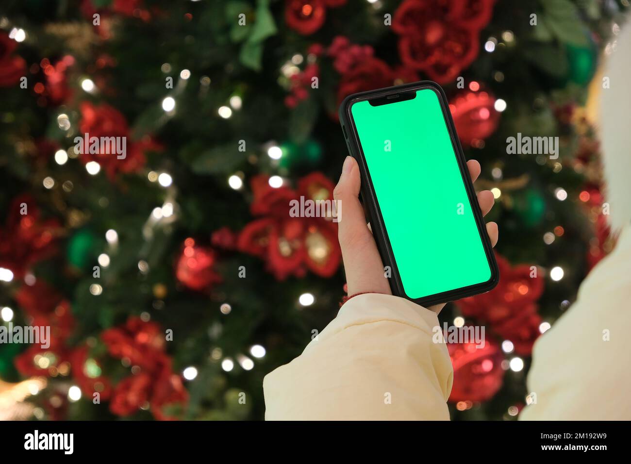 over the shoulder of hand holding green screen phone beside Christmas tree at night Stock Photo