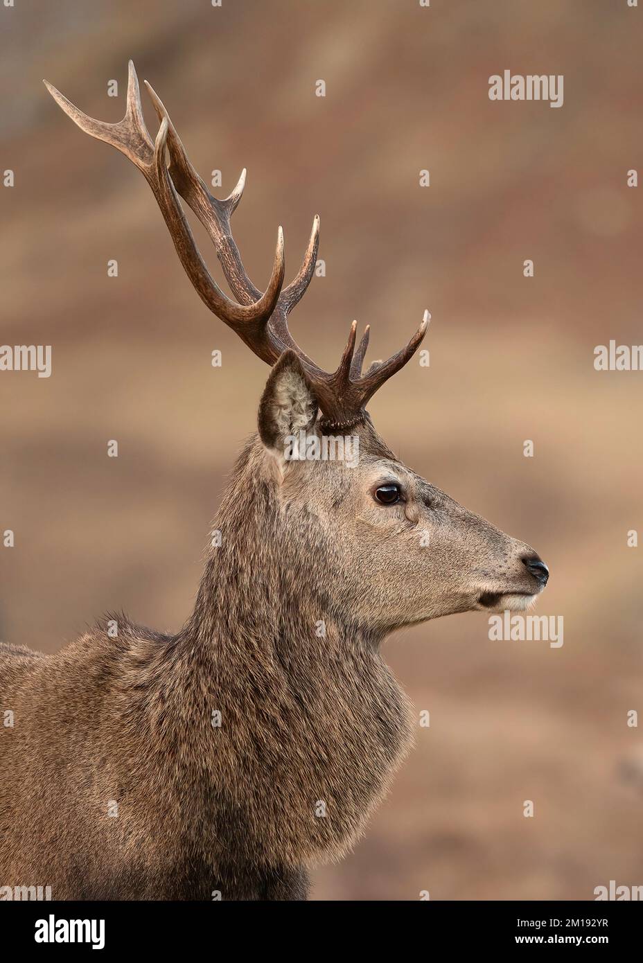 A red Stag profile image taken in Scotland in the cairngorms very sharp image Stock Photo