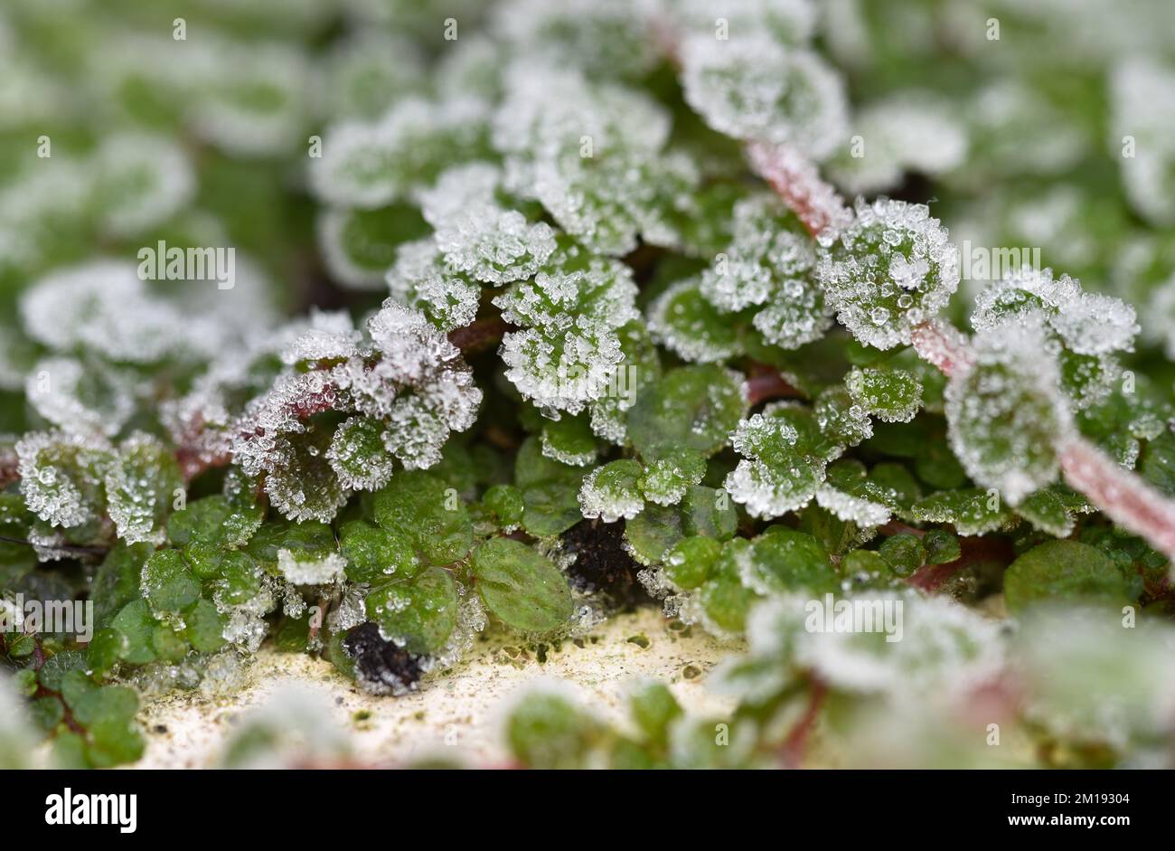 A sharp morning frost covers small leaves in an English garden during winter. Stock Photo