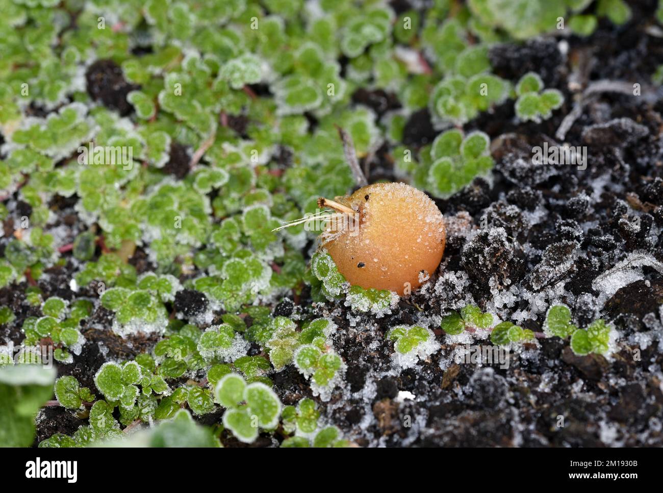 A single tomato lays amongst frozen green leaves on a frosty winter morning Stock Photo