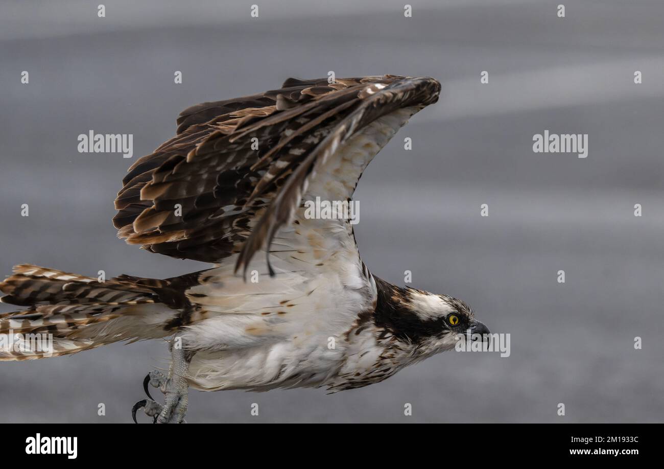 Osprey, Pandion haliaetus,taking off with remains of prey, winter. Stock Photo