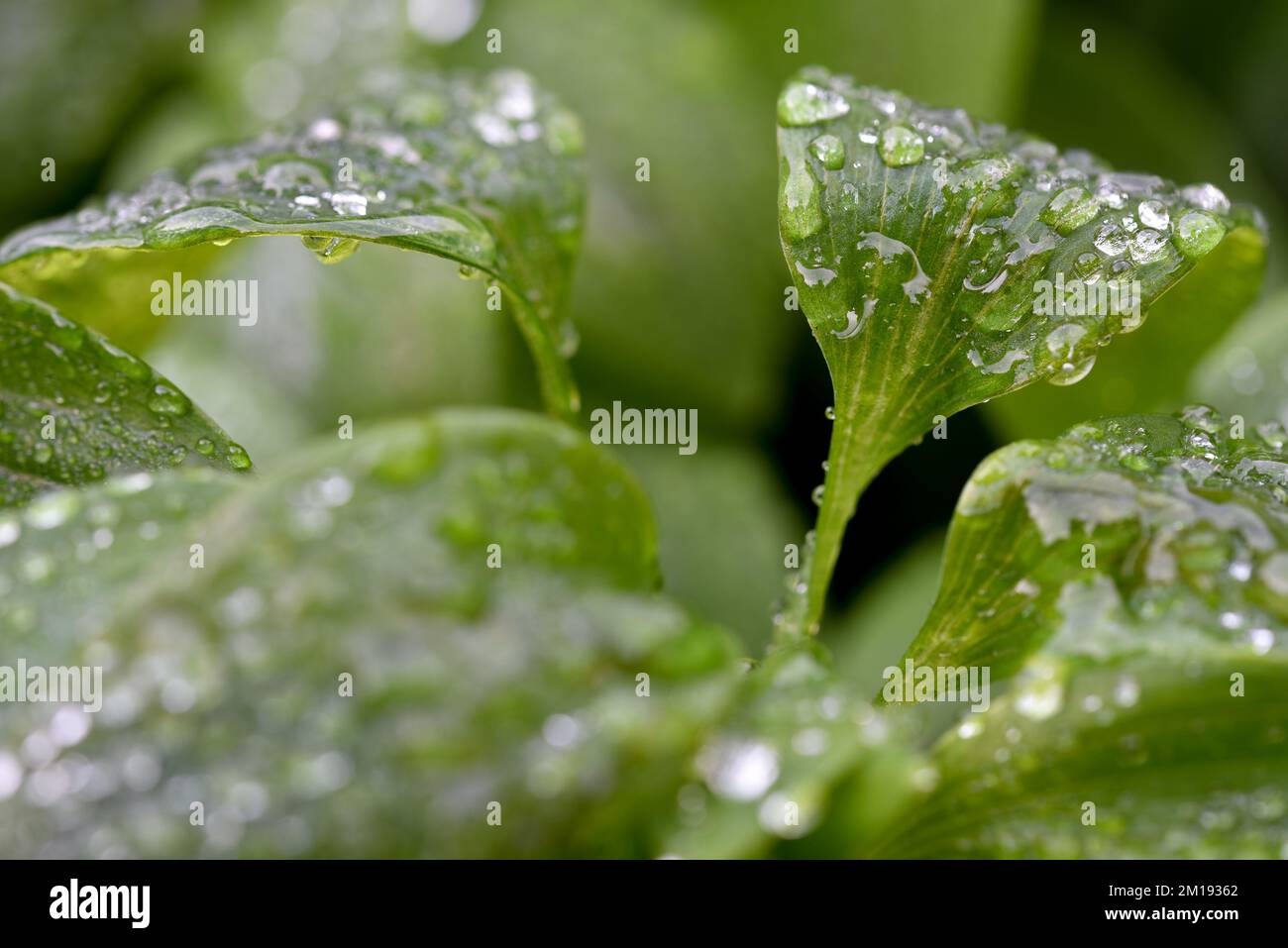 Frosty morning droplets on the leaf of an Alstroemeria plant Stock Photo