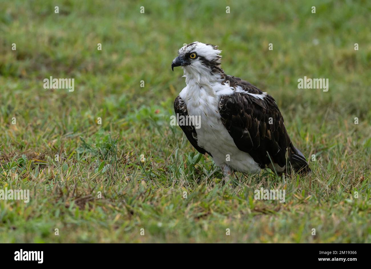 Osprey, Pandion haliaetus, sheltering on the ground during stormy weather. Stock Photo