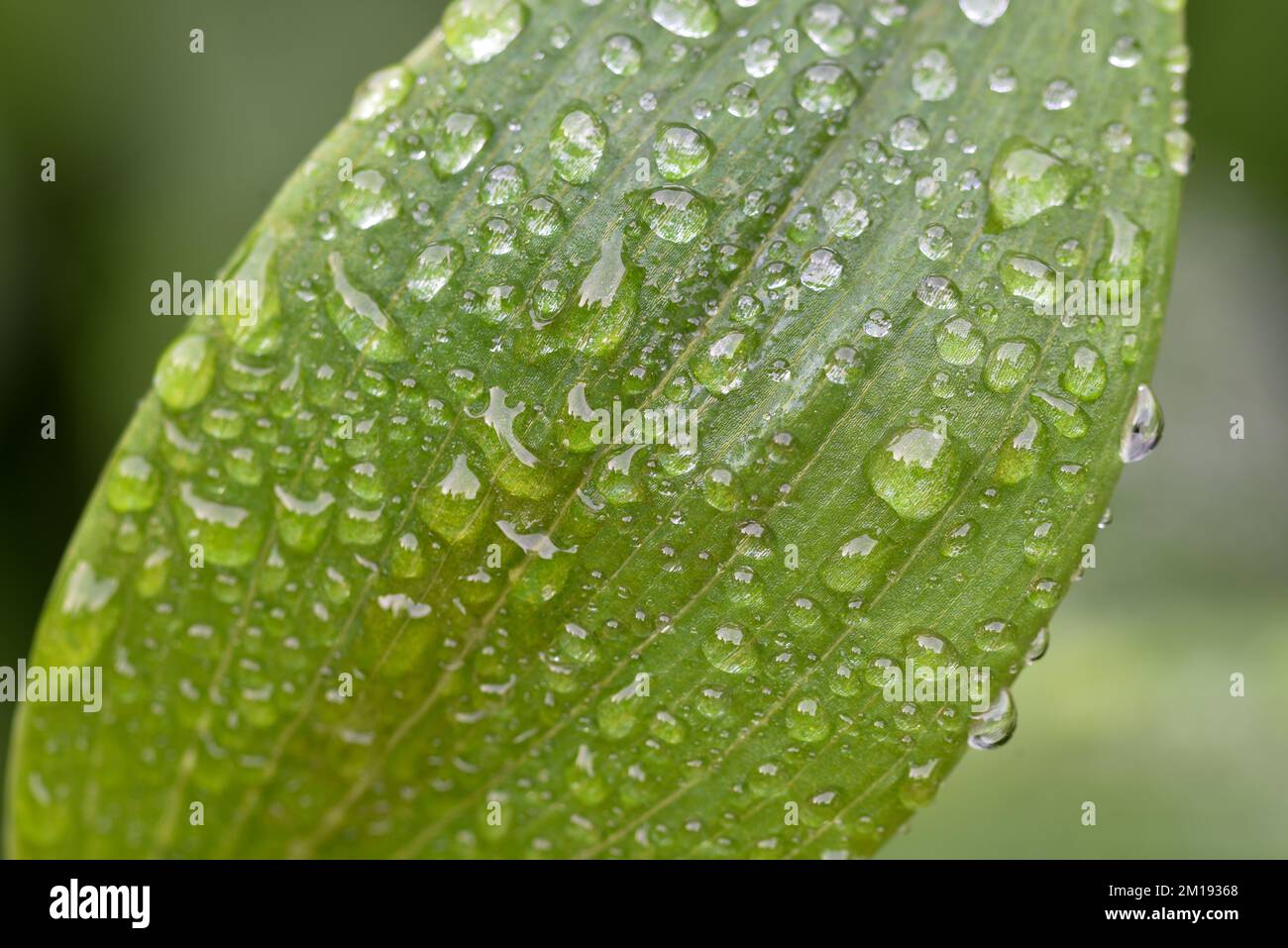 Frosty morning droplets on the leaf of an Alstroemeria plant Stock Photo