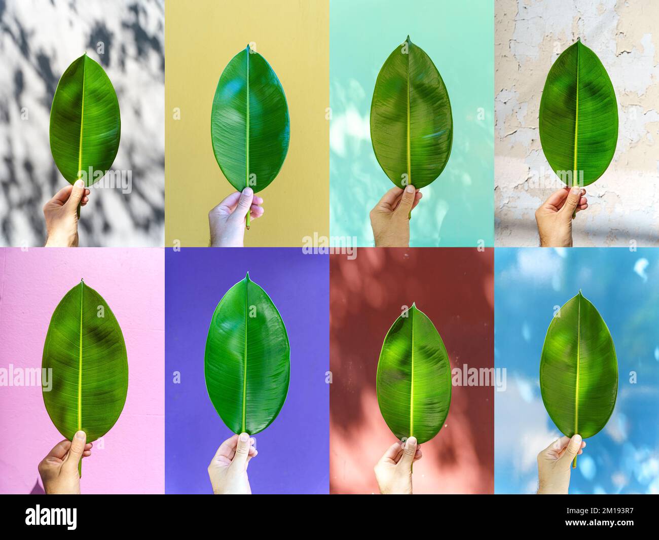 Green leaf in hand against the background of a textured colored street wall. Minimal, creative, design concept. High quality photo Stock Photo