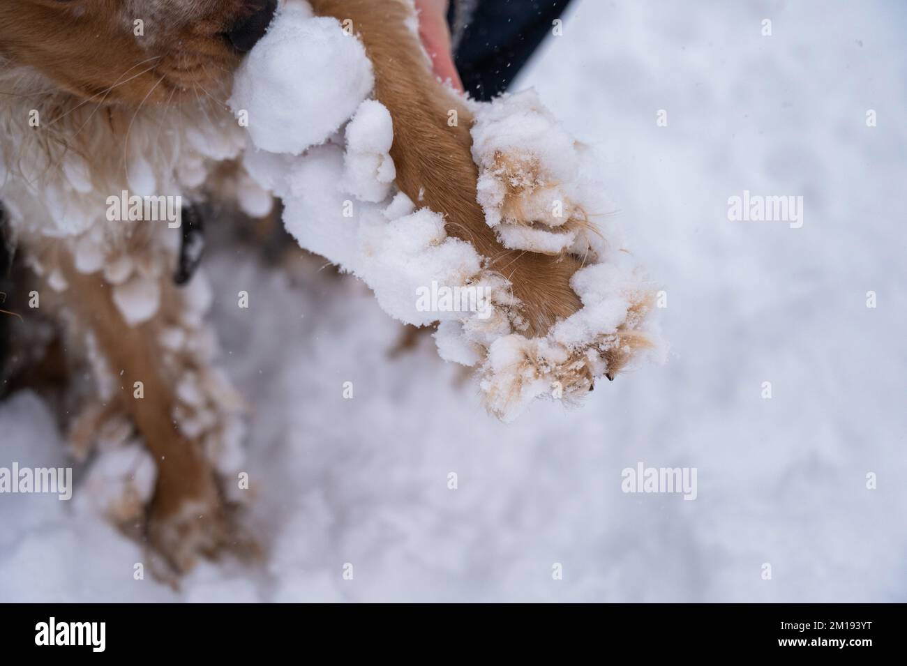Dog english cocker spaniel in snow skates in winter. Stock Photo