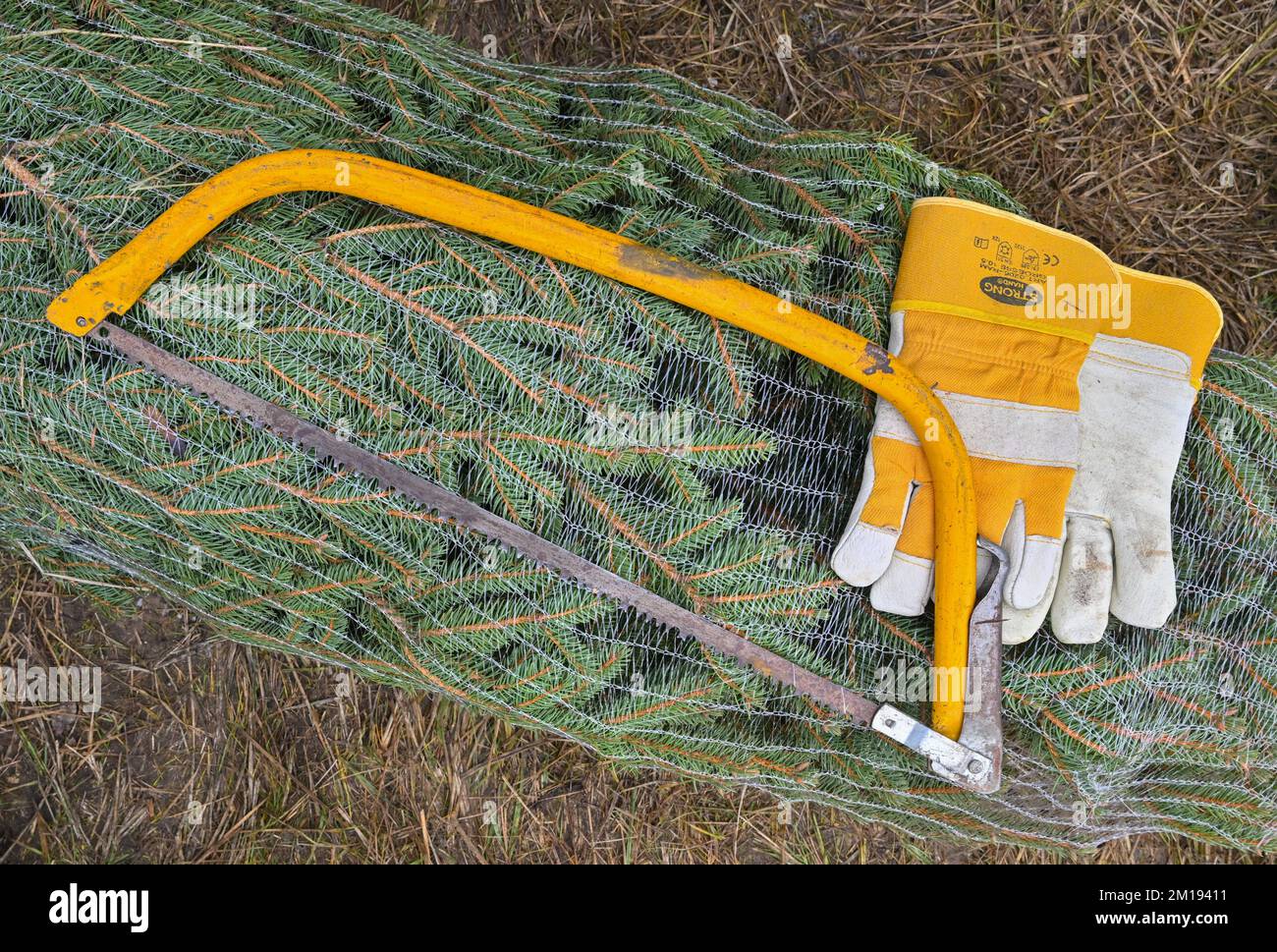Alt Madlitz, Germany. 11th Dec, 2022. A saw and gloves lie on a spruce