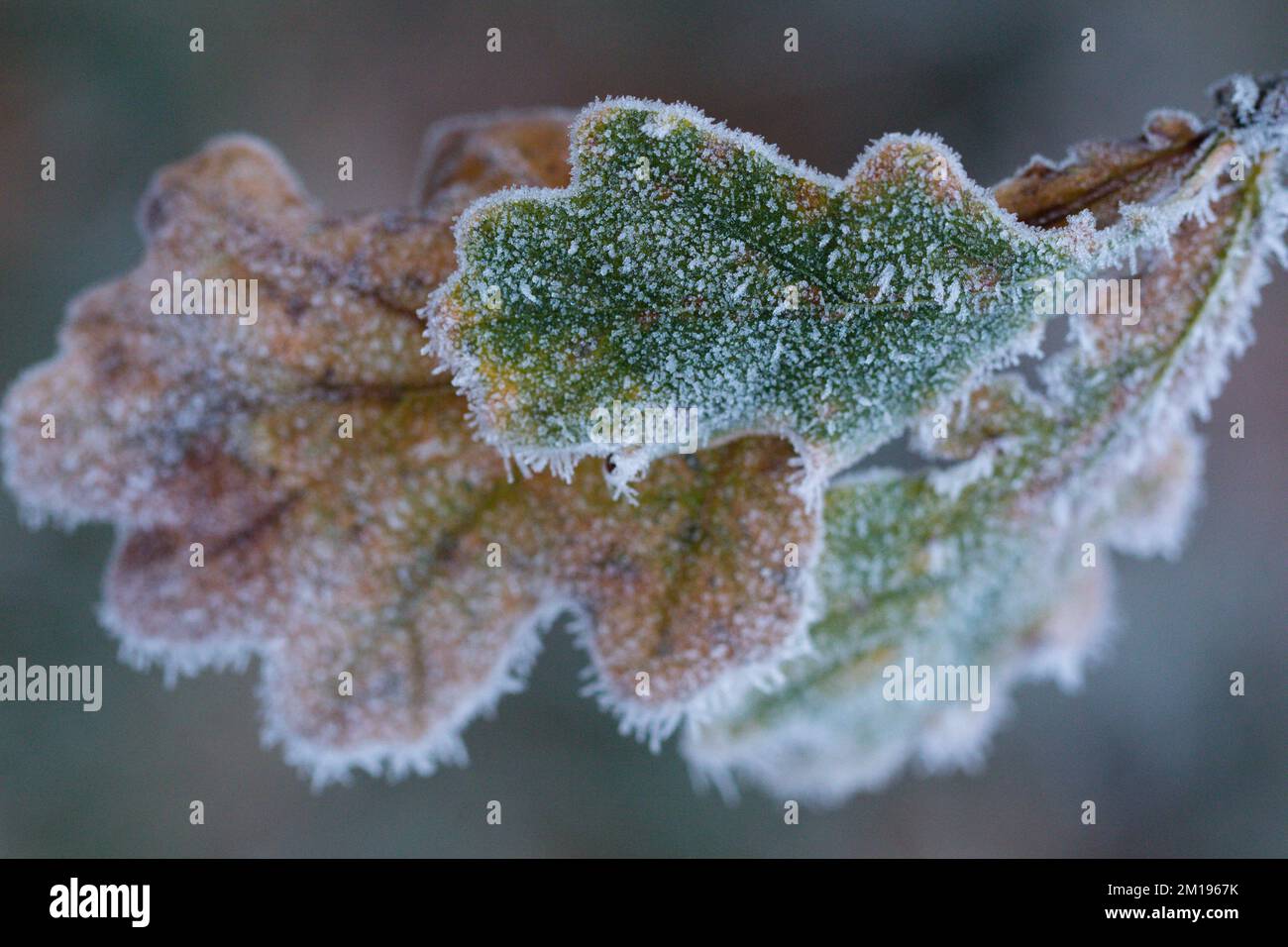 Essex Weather - Hoar Frost covering oak leaves Stock Photo