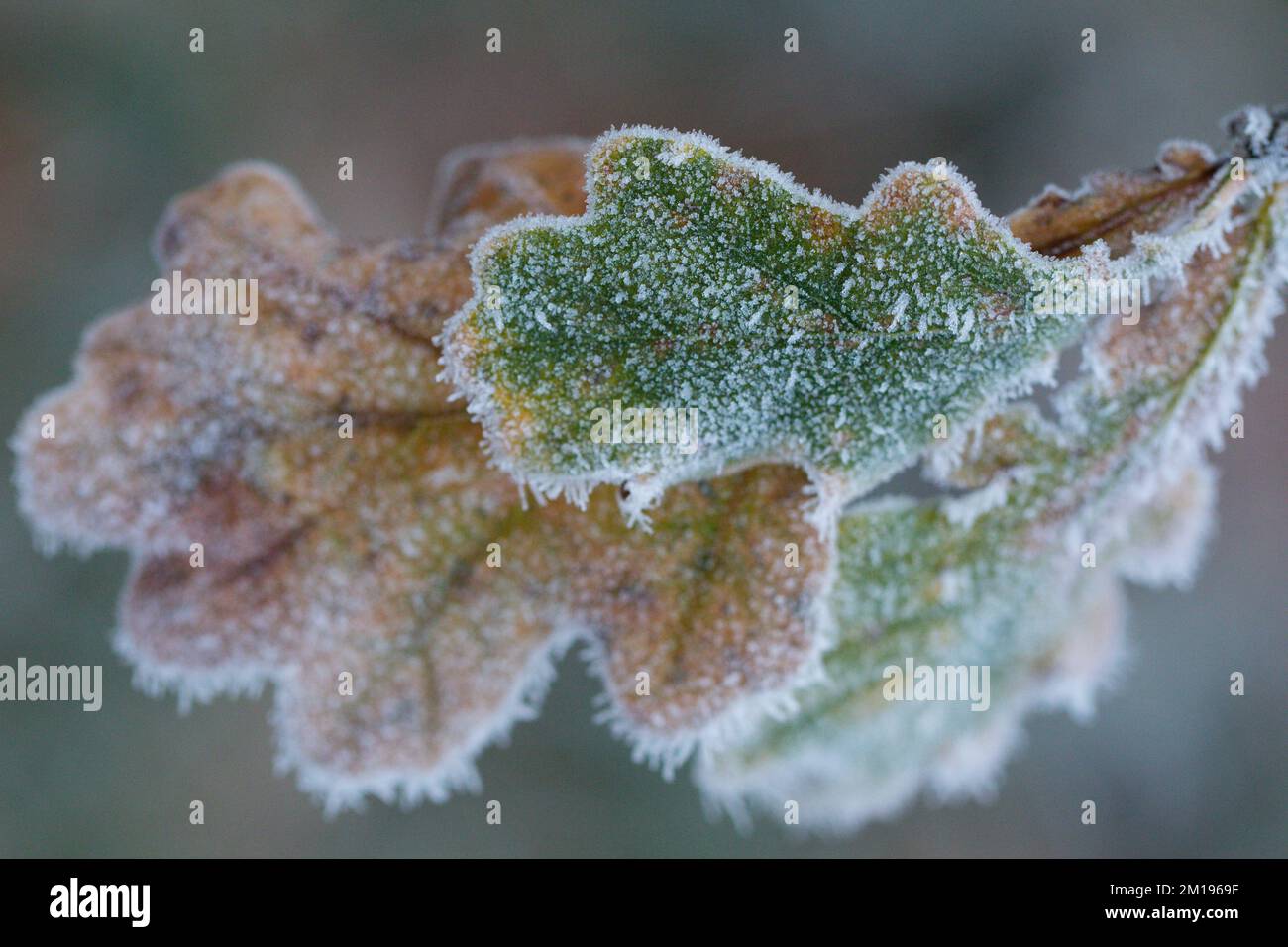 Essex Weather - Hoar Frost covering oak leaves Stock Photo