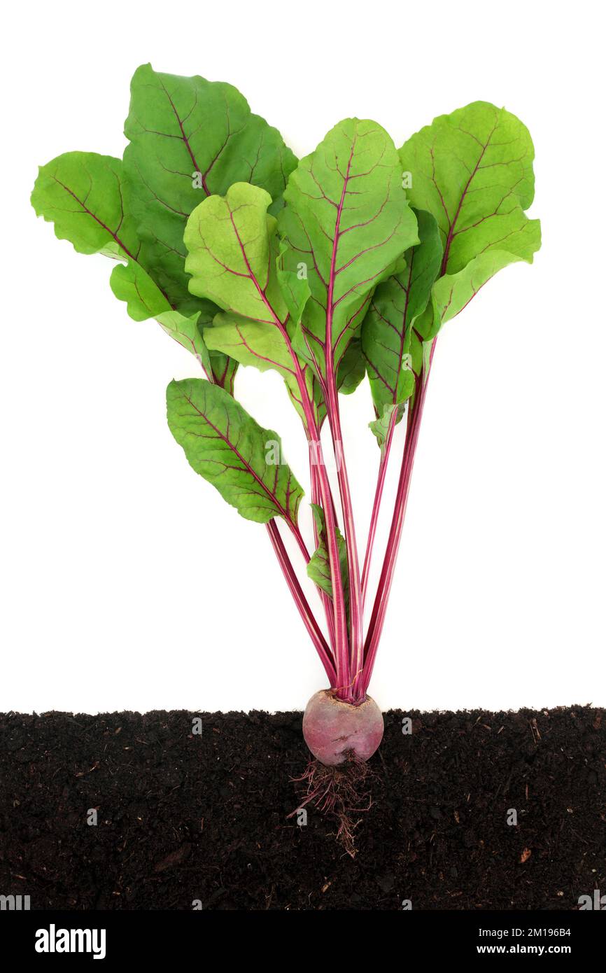 Beetroot plant growing in earth with rootball, cross section. Organic health food local sustainable farming fresh produce. On white. Stock Photo