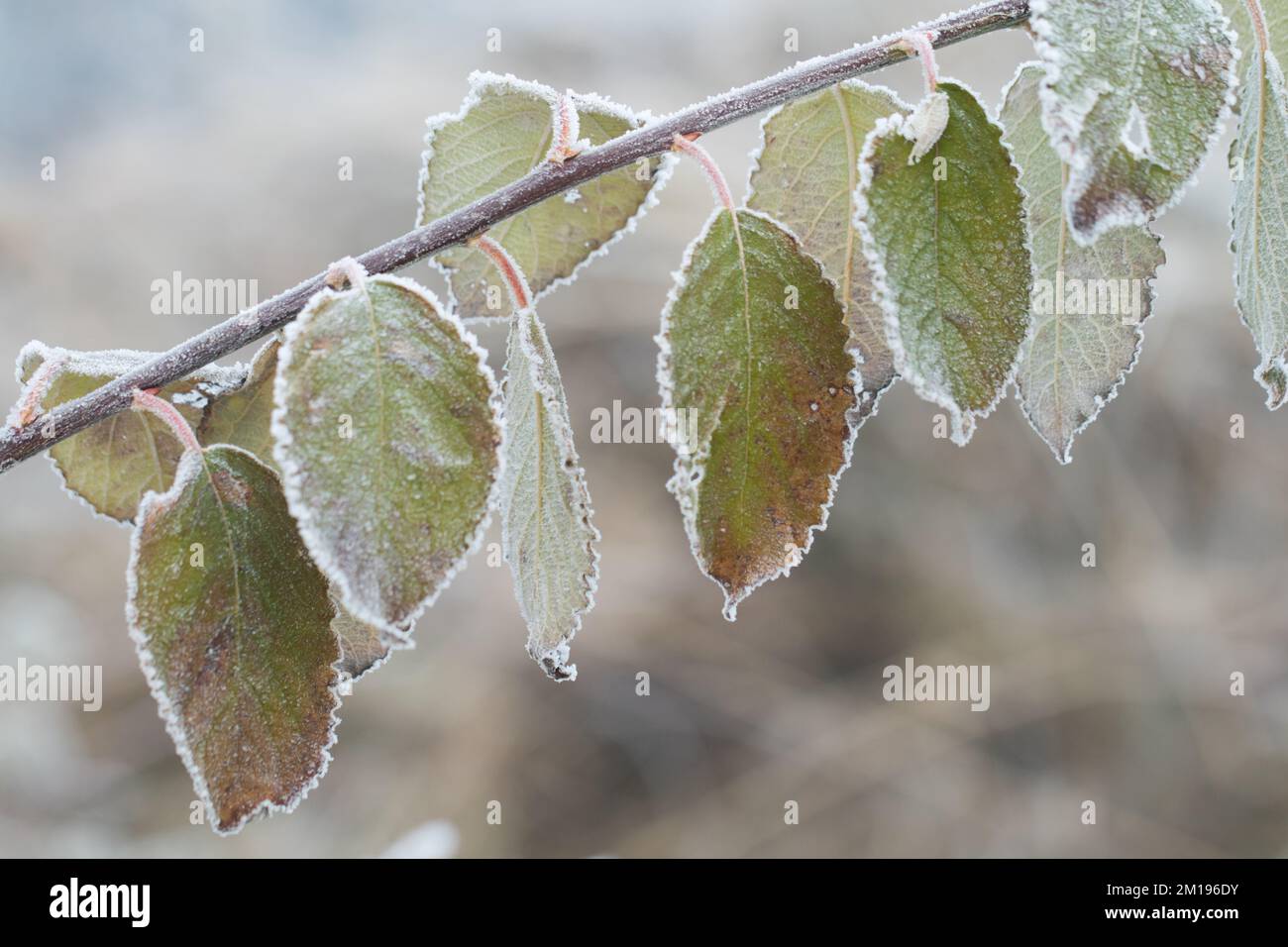 Close-up of frost covering a leaf line Stock Photo