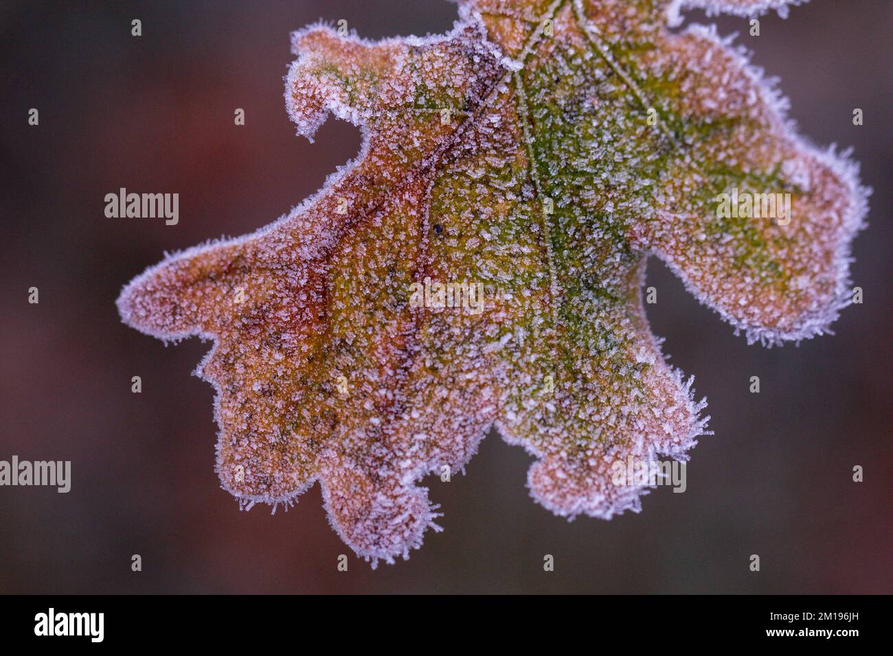 Macro Close-up of Hoar frost covering an oak leaf . Stock Photo