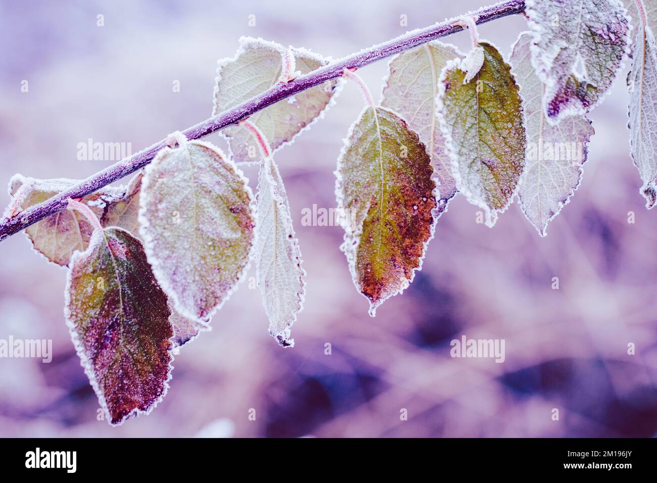 Close-up of frost covering a leaf line Stock Photo