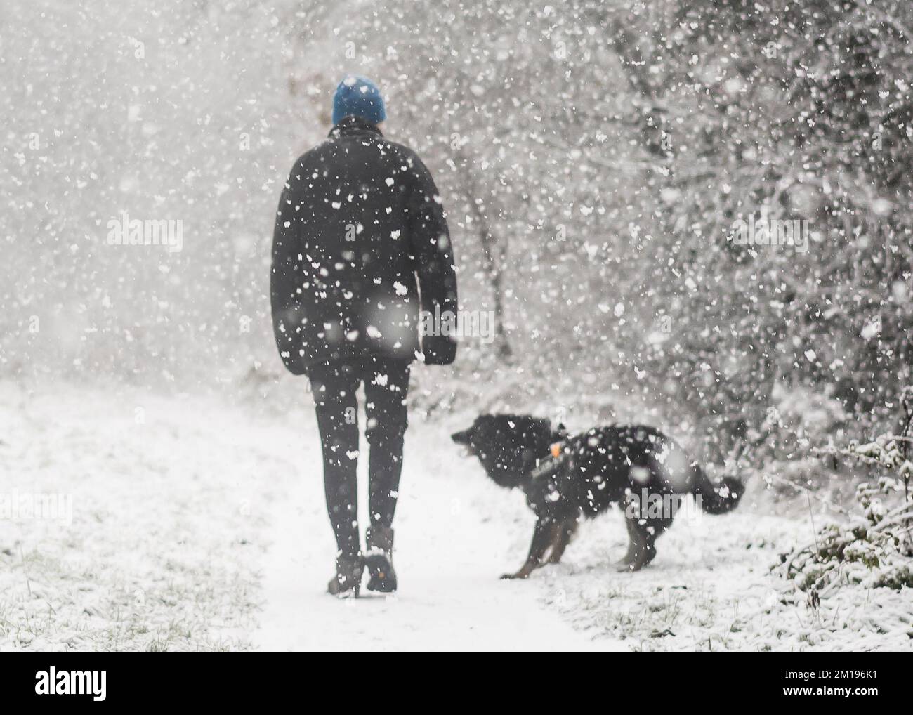Max the border collie hires stock photography and images Alamy