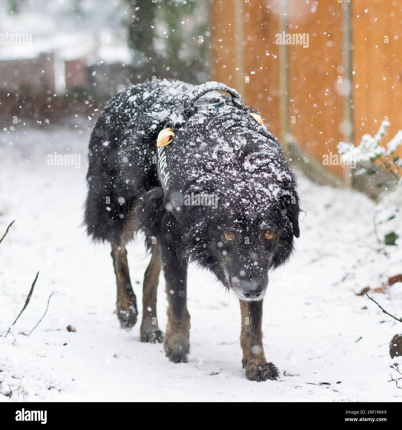 Kidderminster, UK. 11th December, 2022. UK weather Snow hits the Midland! Walkers, braving the