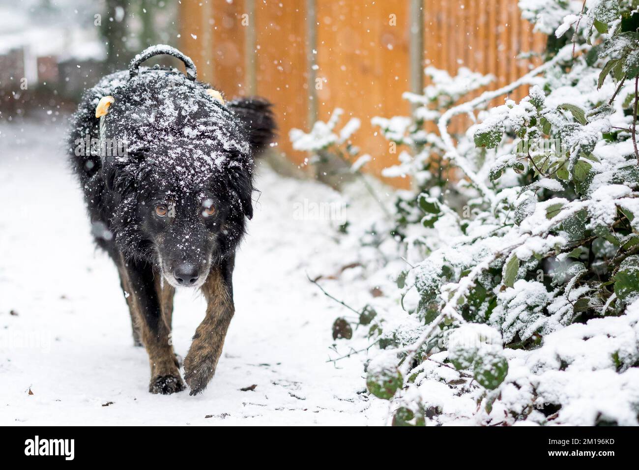 Kidderminster, UK. 11th December, 2022. UK weather: Snow hits the Midlands! Walkers out for a Sunday stroll are hit with heavy snow. Max the dog (a border collie cross) is out for his Sunday walkies and is getting covered in snow. Credit: Lee Hudson/Alamy Live News Stock Photo