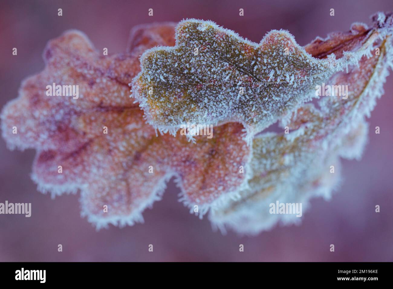 Hoar frost covered oak hi-res stock photography and images - Alamy