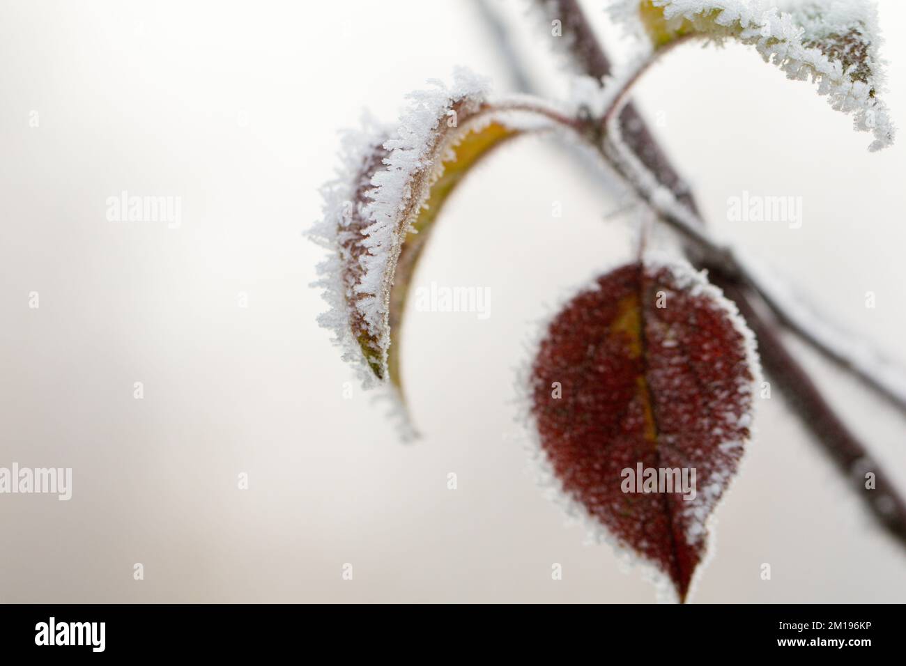Close-up of frost covered leaves Stock Photo